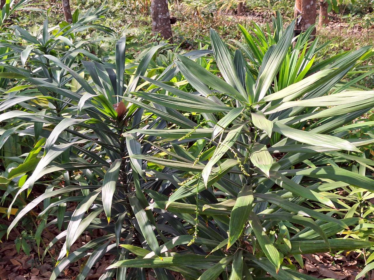 title - ผู้ตรวจราชการ ส.ป.ก. ประชุมตรวจราชการและติดตามความก้าวหน้าผลการดำเนินงานตามแผนการตรวจราชการของผู้ตรวจราชการสำนักงานการปฏิรูปที่ดินเพื่อเกษตรกรรม ประจำปีงบประมาณ พ.ศ. 2569 รอบที่ 1 เขตตรวจราชการที่ 11 จังหวัดมุกดาหาร